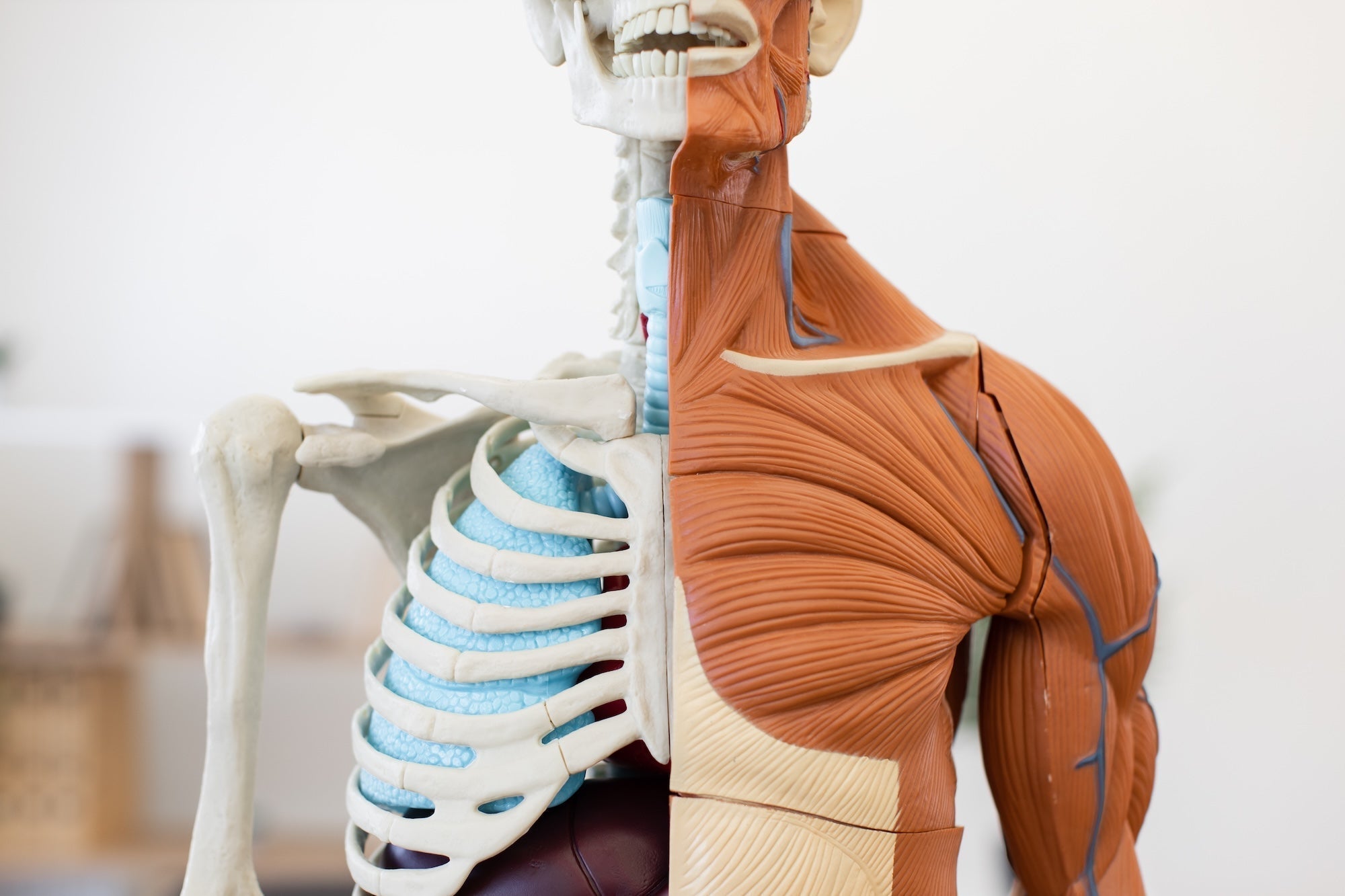 Half skeletal and muscular human anatomy model illustrating how amino acid supplements support structural integrity and recovery